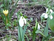 24th Feb 2012 - Spring has sprung 