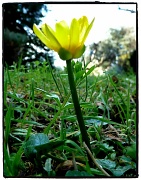 25th Feb 2012 - Yellow!