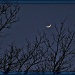 New Moon by olivetreeann