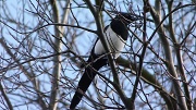 26th Feb 2012 - Magpie on the hunt
