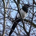 Magpie on the hunt by rosiekind