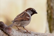 26th Feb 2012 - Sparrow
