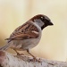 Sparrow by natsnell