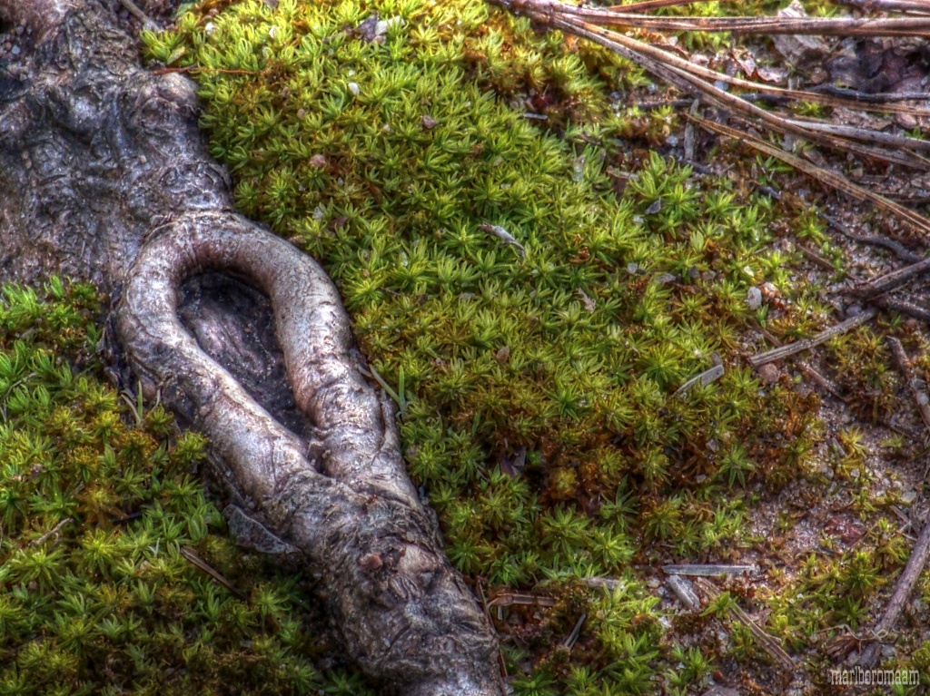 Tree root and ground moss... by marlboromaam