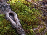 26th Feb 2012 - Tree root and ground moss...