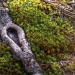 Tree root and ground moss... by marlboromaam