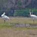 Whooping Cranes by twofunlabs
