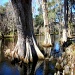 Cypress Trees and Knees by stownsend