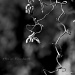 Corylus avellana contorta #3 by parisouailleurs