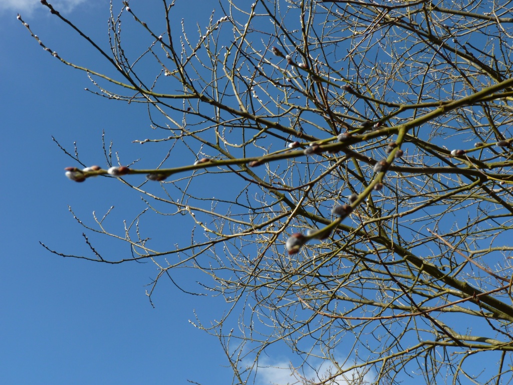 Pussy Willow against a blue Suffolk sky by lellie