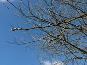 25th Feb 2015 - Pussy Willow against a blue Suffolk sky