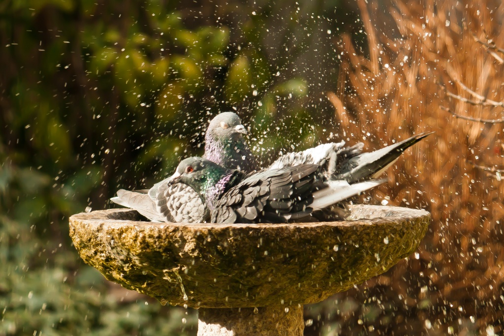 Bird bath by peadar