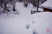 27th Feb 2012 - Footprints