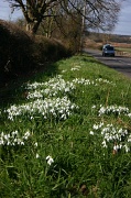 26th Feb 2012 - Spring is in Sight!