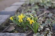 26th Feb 2012 - Bit more Spring