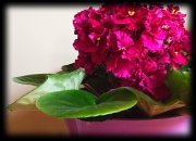 23rd Feb 2012 - Blooming