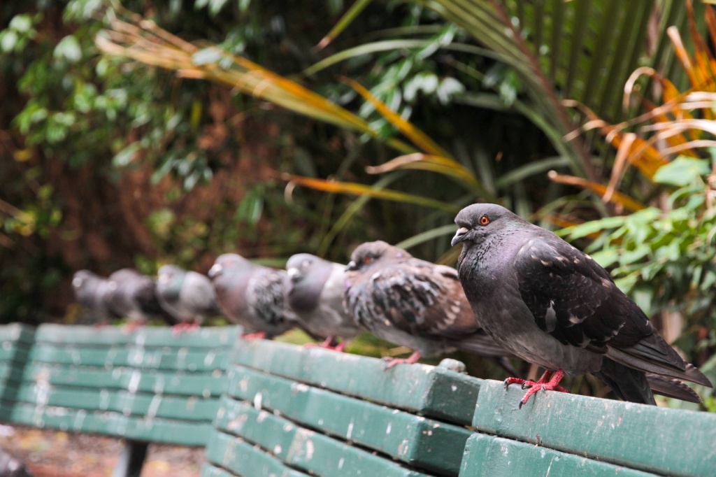 Pigeon Row by helenw2
