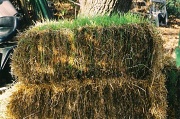 26th Feb 2012 - Grassy Bale