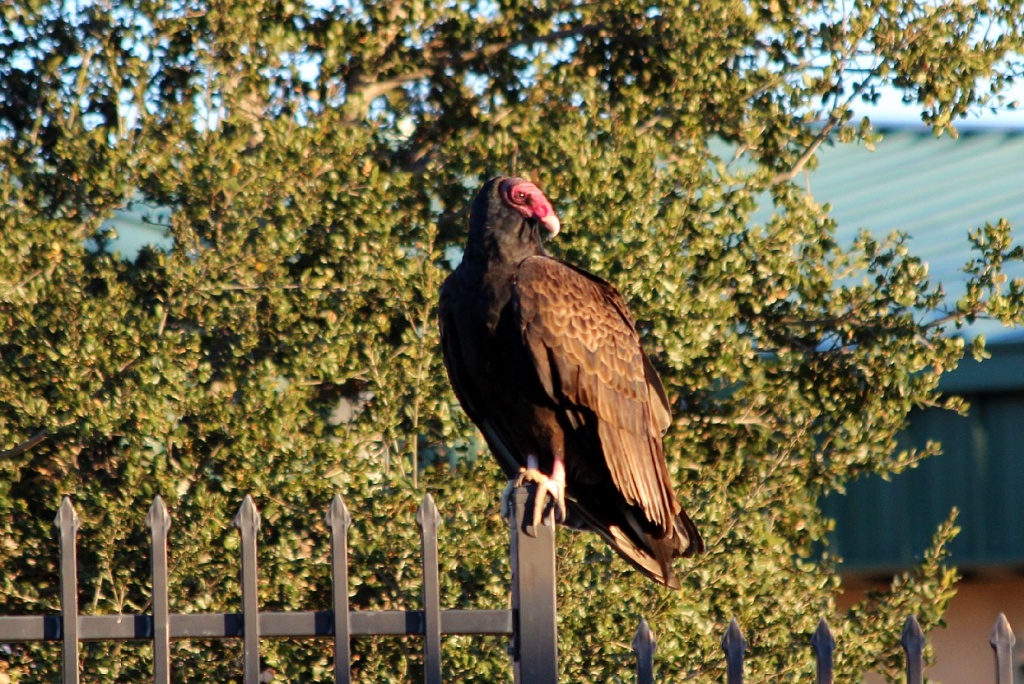 Turkey Vulture by melinareyes