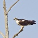Osprey on a Stick by twofunlabs