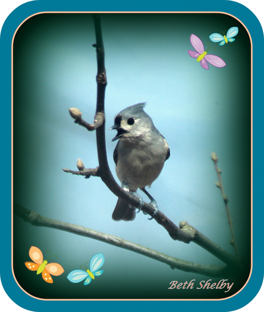 Singing a spring song. by vernabeth