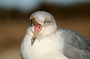 26th Feb 2012 - Stalking Seagulls Again