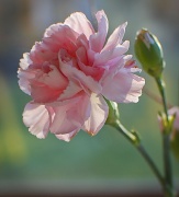 26th Feb 2012 - Carnation 