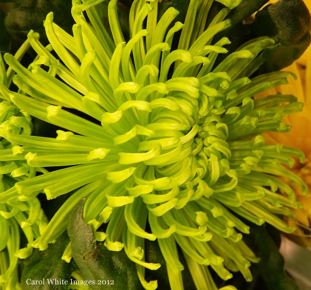 Chrysanthemum by carolmw