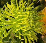 27th Feb 2012 - Chrysanthemum