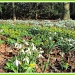 Snowdrops at Anglesey Abbey by busylady