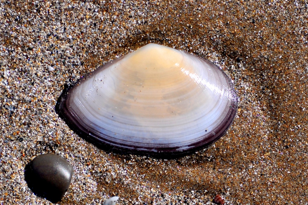 Shell by philbacon