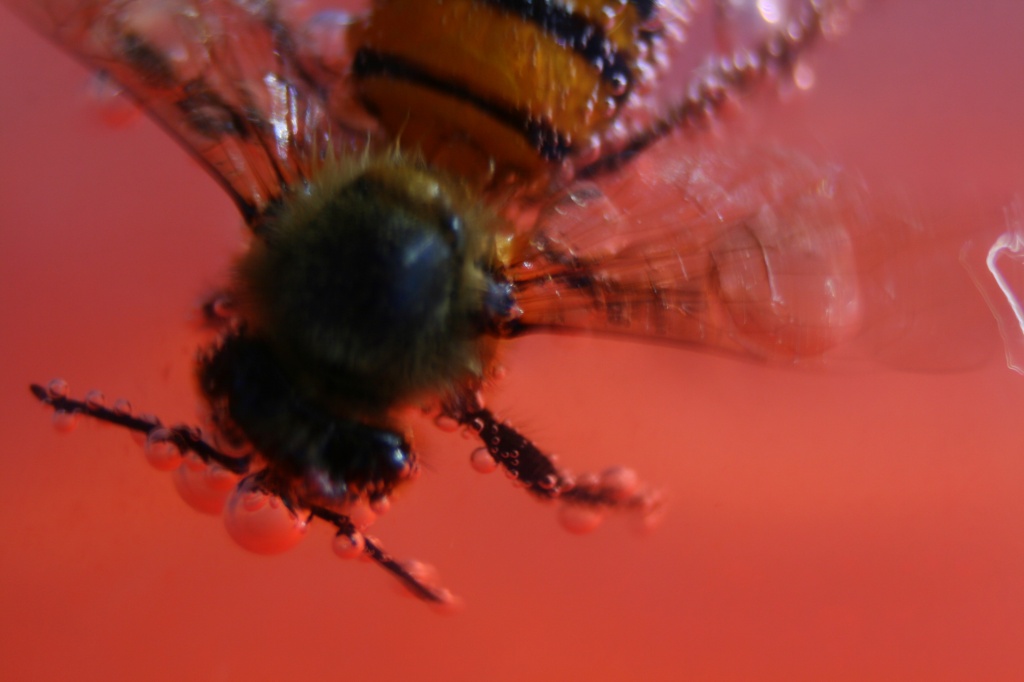 Fizzy Bee by kerristephens
