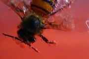 27th Feb 2012 - Fizzy Bee