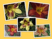 6th Jun 2010 - Consider the lilies...