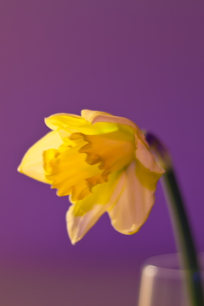flashy daffodil by peadar