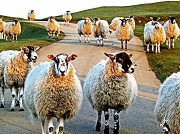 24th Feb 2012 - sheep (26/2/12)