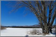 27th Feb 2012 - Old Maple Sugar Tree NH