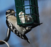 27th Feb 2012 - Woodpecker