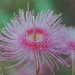 Pink flowering gum by peterdegraaff