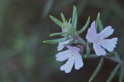 28th Feb 2012 - Native rosemary