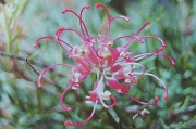 28th Feb 2012 - Grevillea