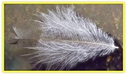 22nd Feb 2012 - Tiny feather