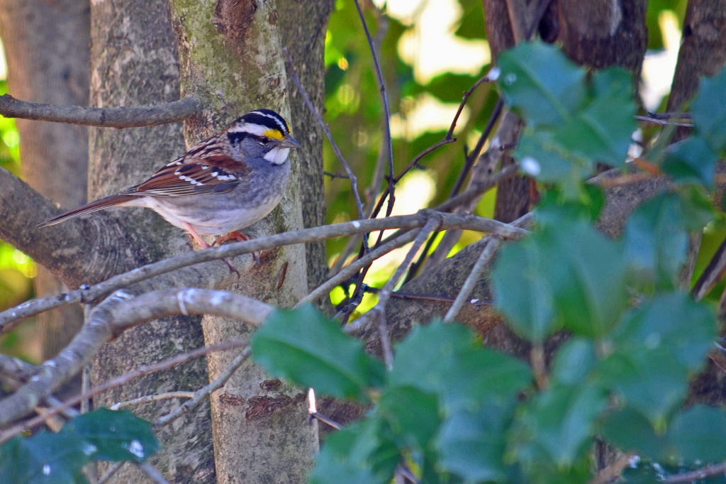Sparrow by lesip