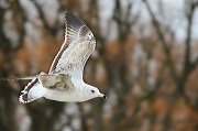 27th Feb 2012 - Bird in Flight