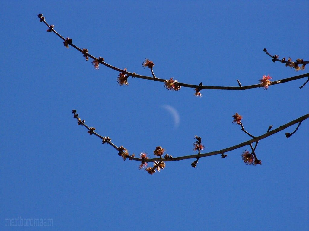 Red bud maple blossoms and the moon... by marlboromaam