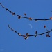 Red bud maple blossoms and the moon... by marlboromaam