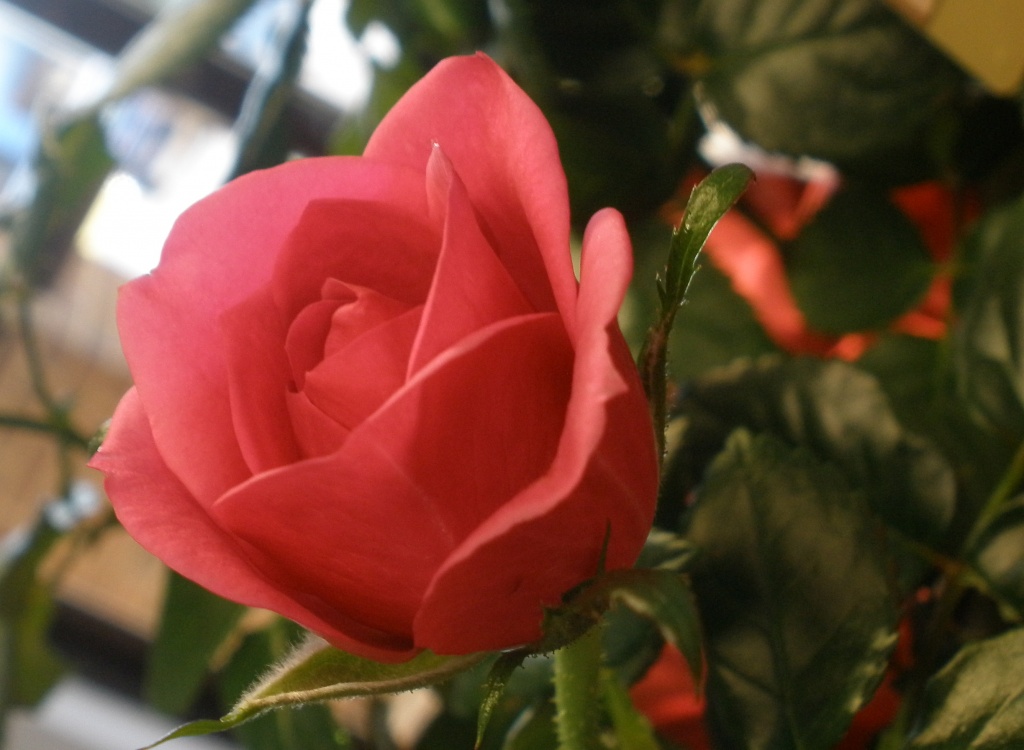 Mini rose by kdrinkie