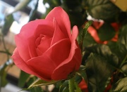 27th Feb 2012 - Mini rose