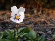 28th Feb 2012 - Lonesome pansy