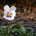 Lonesome pansy by kdrinkie